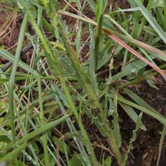 Wahlenbergia krebsii krebsii