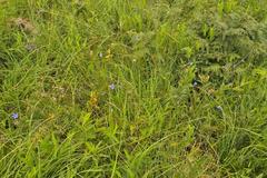 Wahlenbergia krebsii krebsii