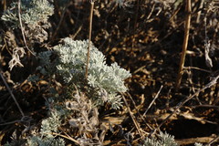 Artemisia fragrans