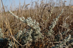 Artemisia fragrans