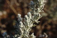 Artemisia fragrans