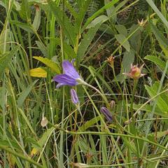 Wahlenbergia krebsii krebsii