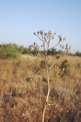 Crepis ramosissima