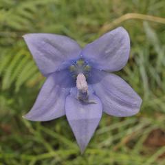 Wahlenbergia krebsii krebsii