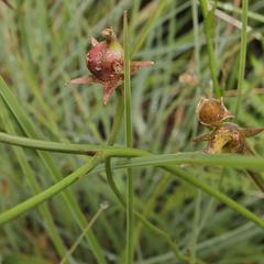 Wahlenbergia krebsii krebsii