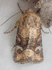 Lacinipolia stricta