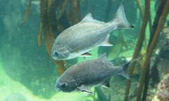 Dichistius capensis