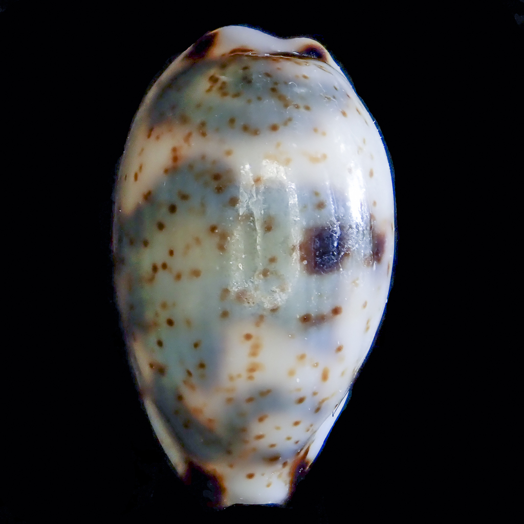 Bistolida