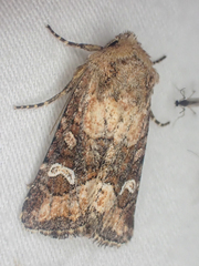 Lacinipolia stricta