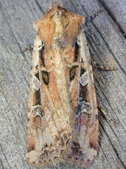 Euxoa ochrogaster