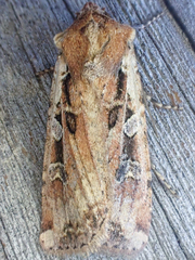 Euxoa ochrogaster