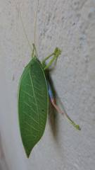 Zabalius ophthalmicus