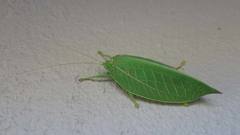 Zabalius ophthalmicus