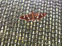 Phostria
