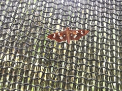 Phostria