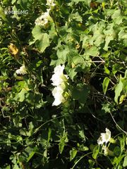 Ipomoea proxima