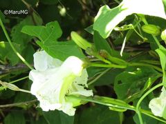 Ipomoea proxima