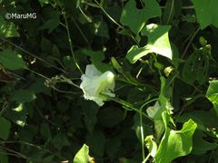 Ipomoea proxima