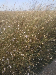 Cephalaria transsylvanica