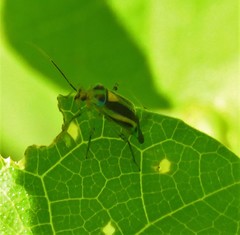 Poecilocapsus nigriger