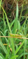 Conocephalus conocephalus