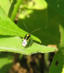 Poecilocapsus nigriger
