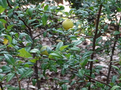 Chaenomeles × superba