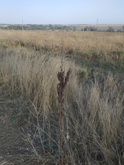 Rumex patientia orientalis