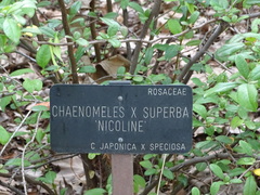 Chaenomeles × superba