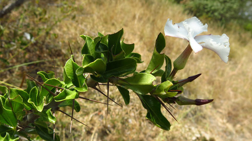 Pachypodium saundersii