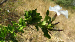 Pachypodium saundersii