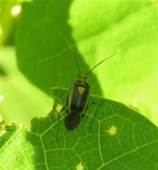 Poecilocapsus nigriger
