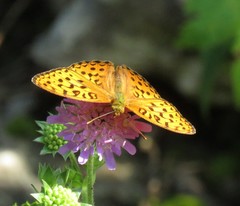 Argynnis adippe