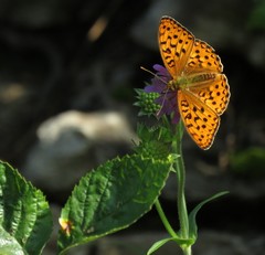 Argynnis adippe