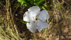 Pachypodium saundersii