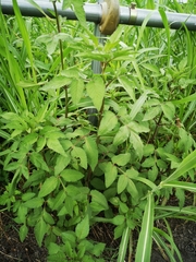 Angiospermae