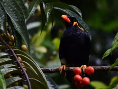 Common Hill Myna photo 2