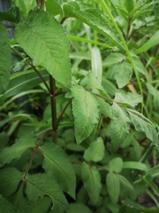 Angiospermae