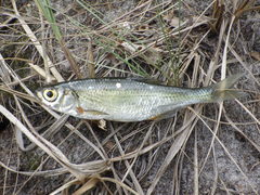 Alburnoides rossicus