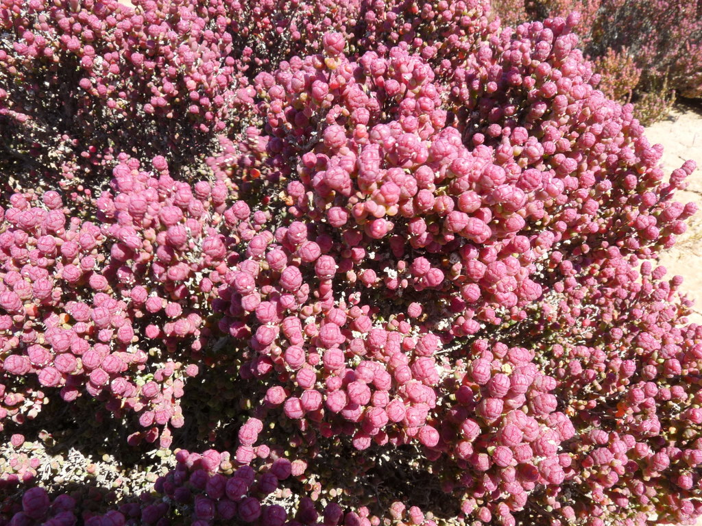 Tecticornia peltata