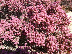 Tecticornia halocnemoides