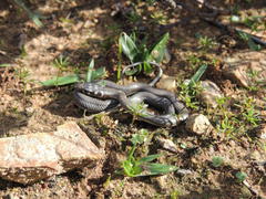 Psammophis crucifer
