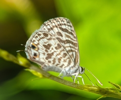 Leptotes plinius