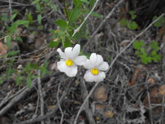 Nemesia lanceolata
