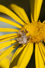 Pephricus