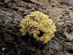 Oligonema persimile