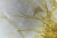 Oligonema persimile
