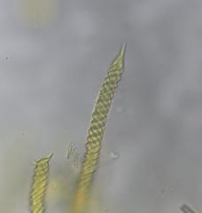 Oligonema persimile