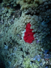 Hexabranchus sanguineus