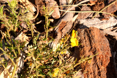 Aotus lanigera